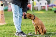 训练法斗犬定点大小便的方法（培养宠物狗在指定地点大小便，创造整洁环境）