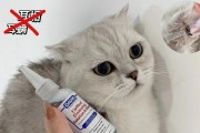 折耳猫耳道健康护理（养护折耳猫的耳朵，让它更健康快乐）