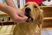 教你轻松喂药，让狗狗乖乖吃药（四个技巧帮助你解决狗狗不肯吃药的难题）
