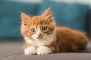 猫咪咳嗽该怎么用药？缓解猫咪咳嗽的药物推荐