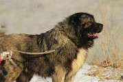 世界上最凶猛的大型猛犬排名（揭秘世界顶级猛犬，谁是最强？）