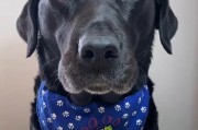 拉布拉多犬喜欢吃什么？（揭秘拉布拉多犬的食欲状况）
