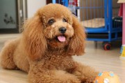 如何养一只月龄泰迪犬（从喂养到训练全方位指南，让你成为贴心的宠物主人）