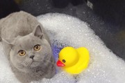 如何正确给猫咪洗澡（宠物护理技巧与步骤详解）