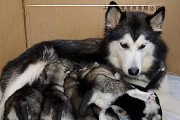 狗狗唱什么牛奶？（揭开狗狗为主题的音乐世界）