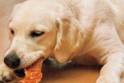 狗为什么会选择吃狗粮？（探究狗粮在狗饮食中的重要性）