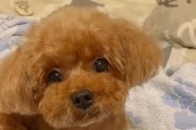 泰迪犬为什么没人在叫？（探究泰迪犬被冷落的原因和解决方法）