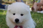 萨摩幼犬狗粮的喂养指南（一份详细的喂养计划和技巧分享）