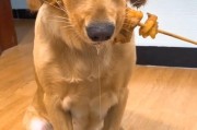 金毛流口水的原因分析（从宠物行为和生理角度解析）