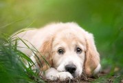 如何正确饲养捕鼠梗犬（从营养、运动、训练到日常护理，助你打造健康可爱的宠物）