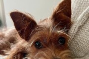 两个方法，除去你家爱犬的体臭（快速简单的措施和长期解决之道）