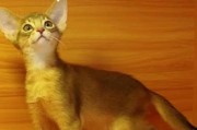 领养猫的条件与要求（打造一个温暖的家园——猫咪领养指南）
