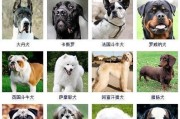 聪明的狗狗（探索狗狗智力的奇妙世界）