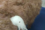 狗狗身上有跳蚤怎么办？（宠物护理——跳蚤防治）
