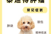 探秘泰迪狗的身体之谜（泰迪狗的外貌特征、骨骼结构及运动能力揭秘）