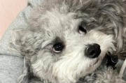 我家泰迪为什么怕冷？（探究泰迪狗独特的保暖需求及其原因）