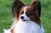 如何护理蝴蝶犬的眼睛（保护你的宠物眼睛健康的小贴士）