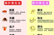 以犬外表寄生虫（保护宠物及家庭免受外寄生虫侵害）
