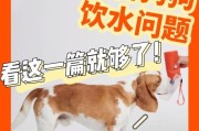 狗狗喝水量与肾脏疾病的关系（如何判断狗狗是否喝够水？+）