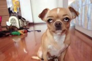 狗狗生气的特点（了解宠物的情绪变化）