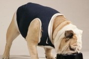 幼犬可食用成犬狗粮吗？——解读宠物饮食的误区