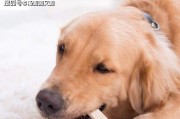 如何训练宠物狗拒食他人食物（教你7种方法让狗狗不再偷吃人类的食物）