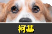 宠物拉稀怎么治？试试土办法！（15个家常方法教你帮狗狗解决拉稀问题）