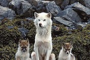 如何科学地养格陵兰犬（从饲养环境到日常护理，如何让格陵兰犬健康快乐）