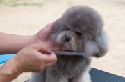 贵宾犬的全方位美容护理（为你的宠物打造最完美的造型）