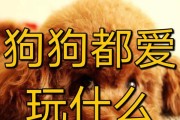 剪尾不只是美容，更是一项健康决策（了解狗狗的剪尾小知识，为宠物的健康保驾护航）