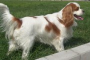 如何饲养查理王小猎犬？（以宠物为主，让你爱上养狗生活！）