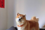 如何正确给秋田幼犬洗澡（宠物护理必备，秋田幼犬洗澡攻略）