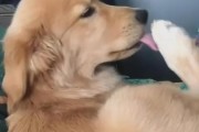 如何纠正金毛犬见什么啃什么的习惯（以宠物为主，教您如何训练您的金毛犬）