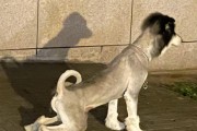 剃毛不当，狗狗的健康受损（哪些情况下狗狗不宜剃毛？为什么？）