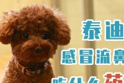 泰迪宝宝感冒的症状及原因（了解泰迪宝宝感冒的常见症状和导致感冒的原因）