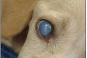松狮犬传染性肝炎的治疗方法（以宠物为主，从根源上治疗疾病）