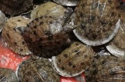 黄沙鳖的饲养方法（宠物爱好者必看，养黄沙鳖的最全攻略）