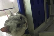 纯种幼犬呕吐拉稀的原因及处理方法（了解幼犬呕吐拉稀的主要原因，提供有效的处理方法）