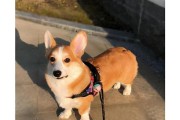 选择柯基犬的五大理由（为什么越来越多人喜欢柯基犬？——宠物养护的健康与快乐）