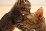 如何选择适合猫咪的优质猫粮（为你的猫咪提供营养均衡的饮食）