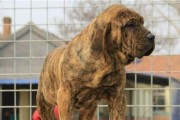 攻击性最强的犬种是哪种？（揭秘犬界最凶猛的品种和特点）