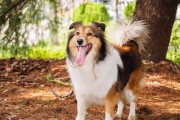 如何科学饲喂柯利牧羊犬（宠物养护指南）