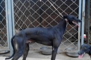 格力犬的饲养指南（专家为您分享，让宠物更健康）
