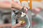如何护理猫咪毛发（15个技巧让您的猫咪毛发亮丽细腻）