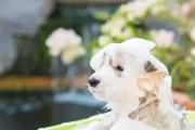 狗狗洗澡前主人要准备什么？（宠物洗澡必备清单，让爱犬舒适洗澡一步到位）
