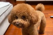如何养得起每月花费1700的高消费犬（探索高消费犬品种及节省养育费用的技巧）