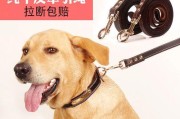 金毛犬随行训练秘籍（培养金毛犬良好随行习惯，享受宠物生活）