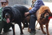八个月的藏獒饲养指南（了解如何科学喂养八个月的藏獒，让它健康成长）