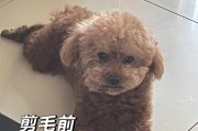 狗狗剃毛与剪毛的区别（如何选择适合宠物的美容方式）