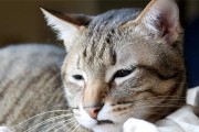 如何减少猫咪的应激反应（宠物爱护，让猫咪无忧）